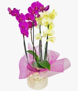 Arranjo com Orquídeas plantadas É Muito amor!