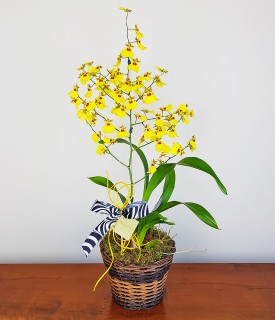 Orquídea Chuva de Ouro e Sucesso
