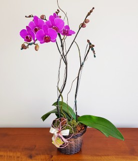 Design Natural - orquídea phalaenopsis