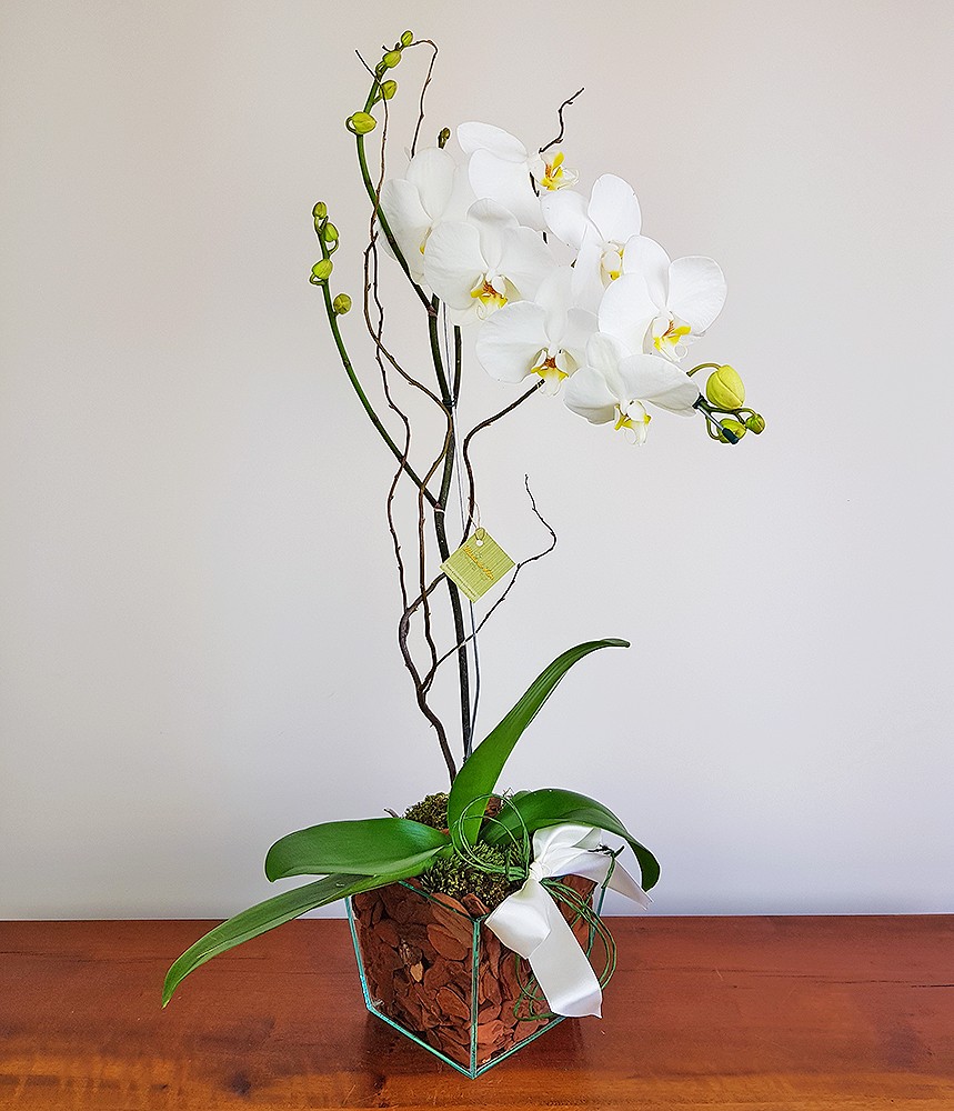 Orquídea Phalaenopsis Mensageira