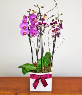 Box com Orquídeas Contém Amor
