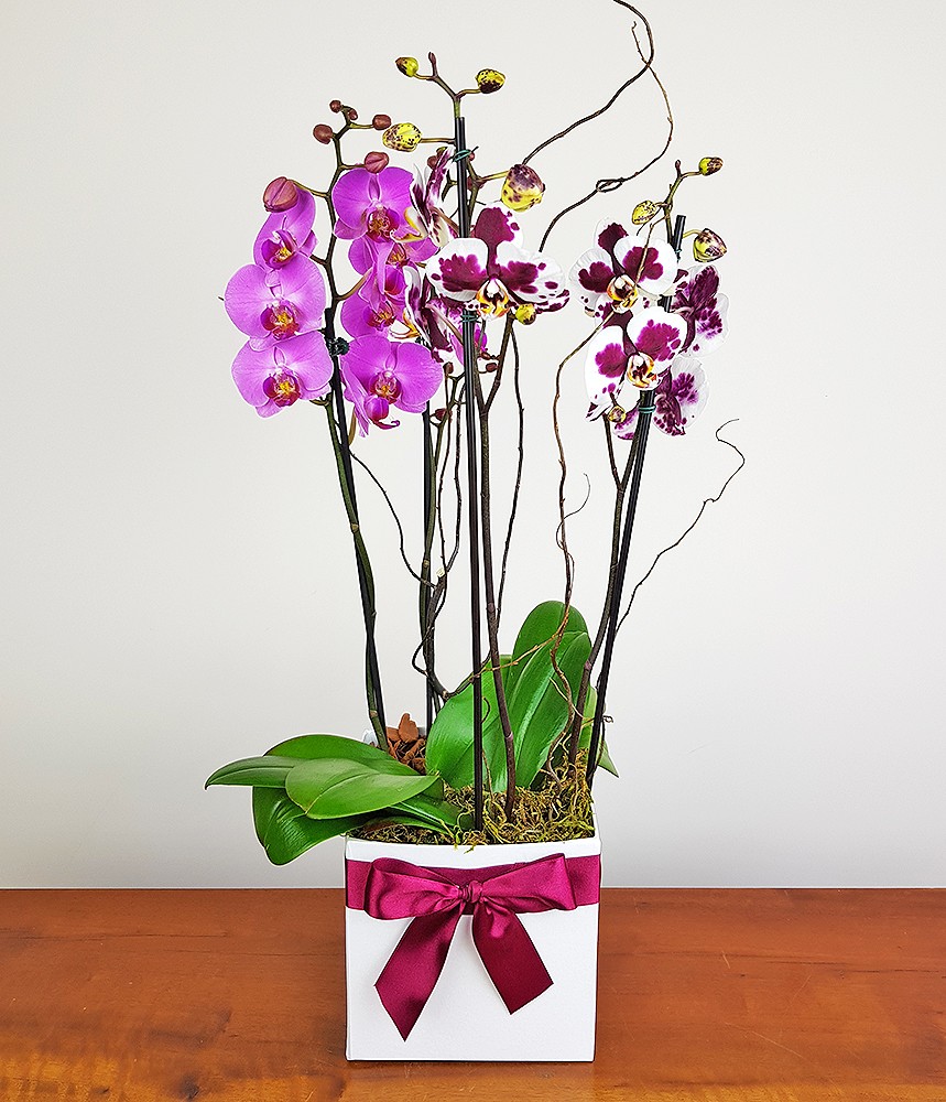 Box com Orquídeas Contém Amor