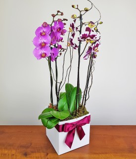 Box com Orquídeas Contém Amor