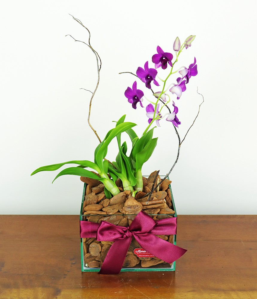 Mini Orquídea Denfalen