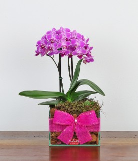 Mini orquídea e suculenta Fofura master!