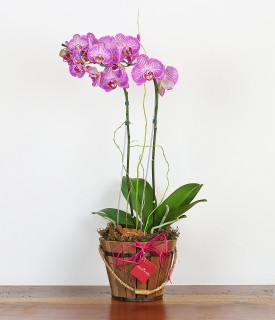 Orquidea Phalaenopsis Perfeição
