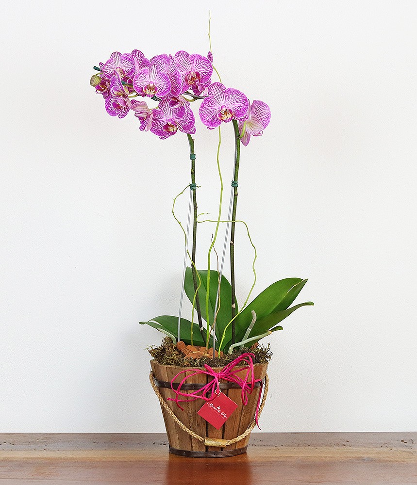 Orquidea Phalaenopsis Perfeição