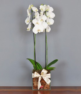 Orquídea Phalaenopsis Só sei que é amor