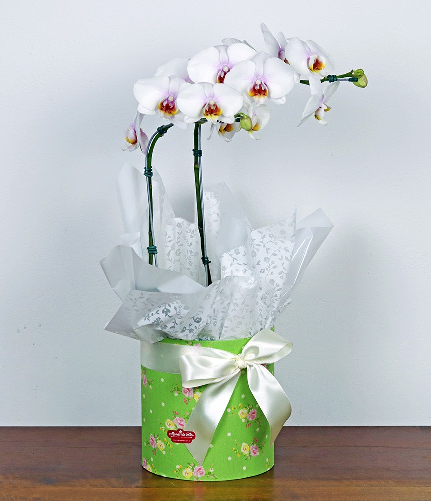 Orquídea 4 Estações