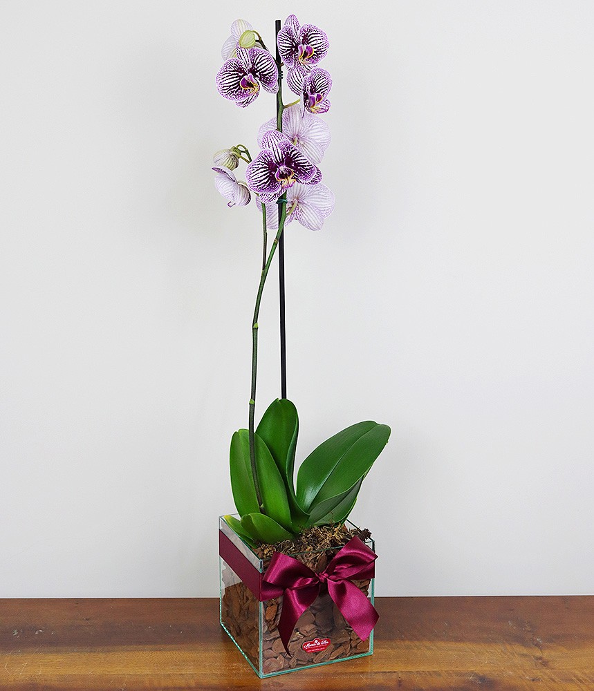 Orquídea Phalaenopsis Gratitudine