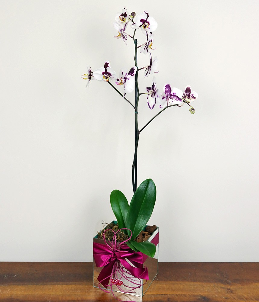 Orquídea Phalaenopsis Paixão pela Vida Orquídea Phalaenopsis Paixão pela Vida