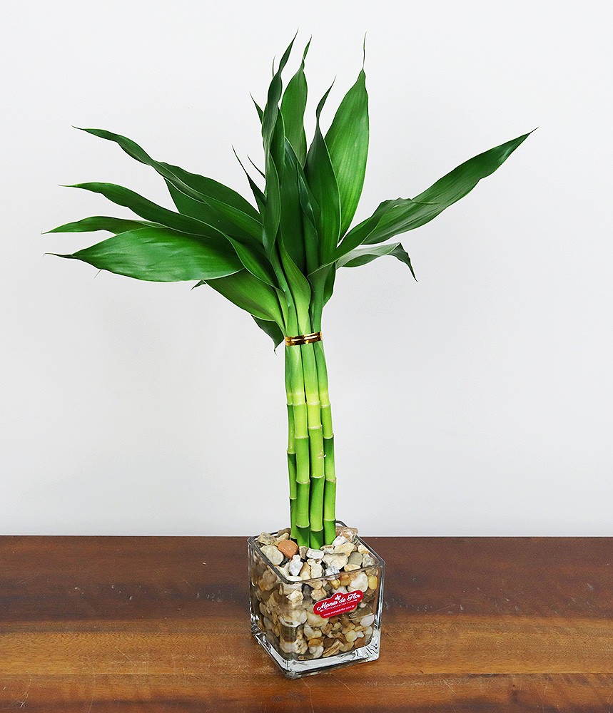 Bambu da Sorte Mini Espanador