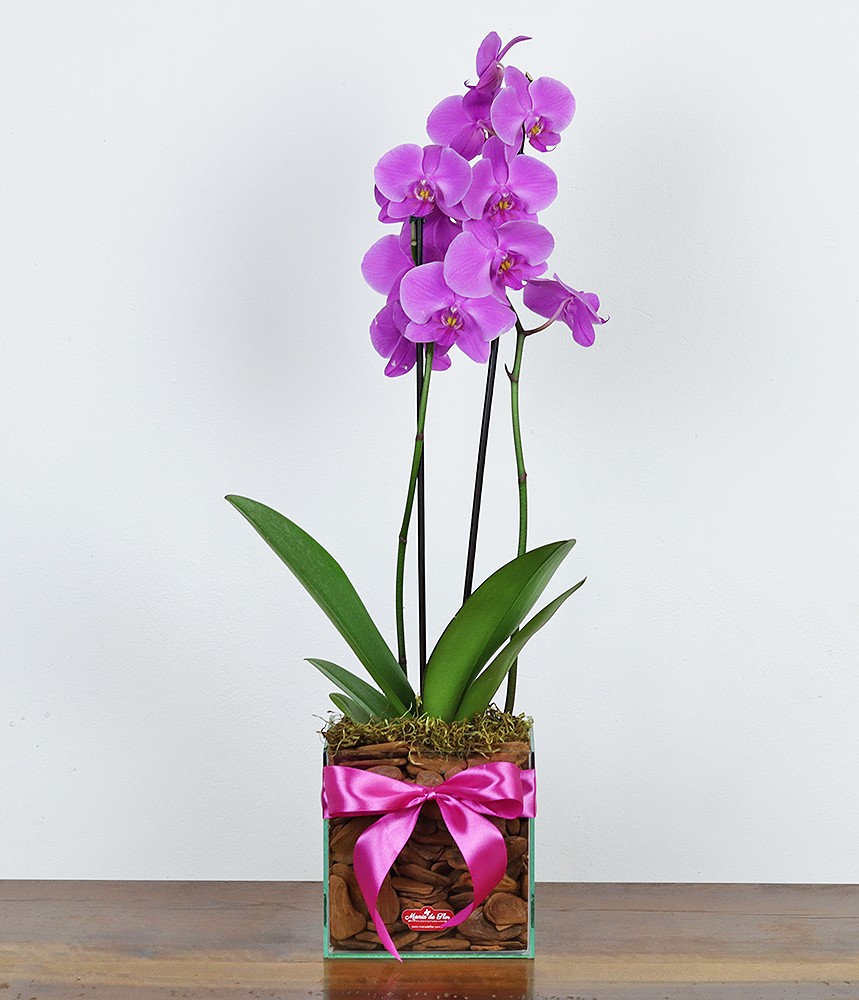Orquídea Così Bello