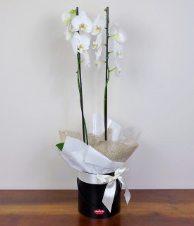 Orquídea Bianco e Nero