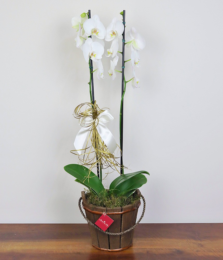 Orquídea Phalaenopsis Branca Clássica