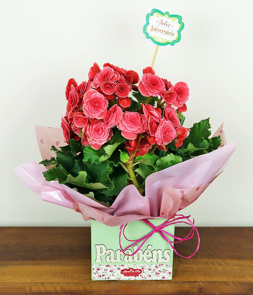 Begônia - Gentilezza