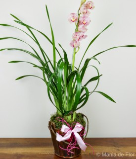 Orquídea Cymbidium Simbologia Perfeita