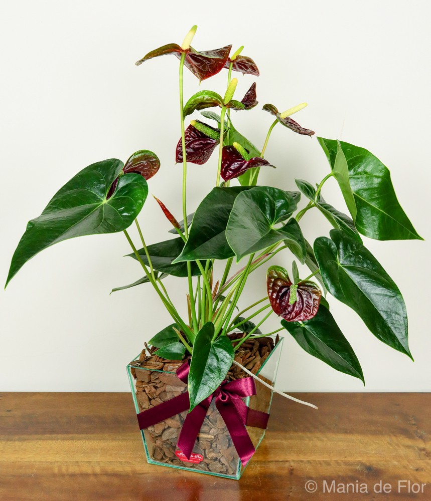 Antúrio Chocolate - A Flor do Coração