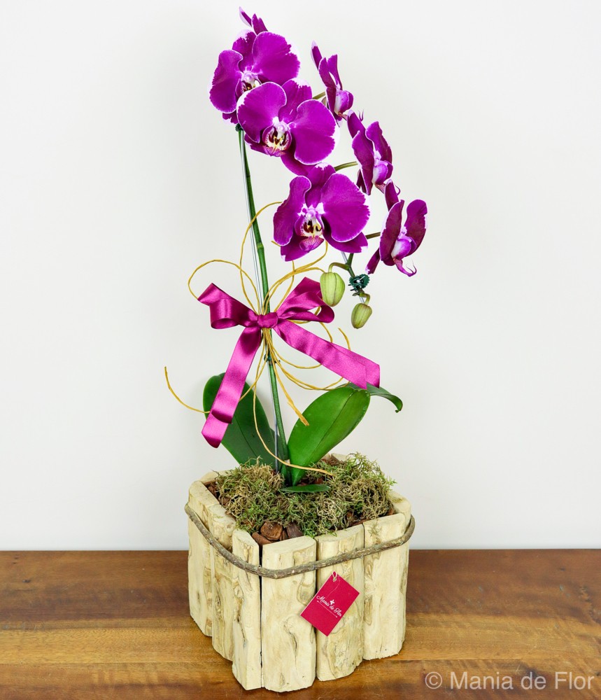Orquídea Phalaenopsis Encantadora