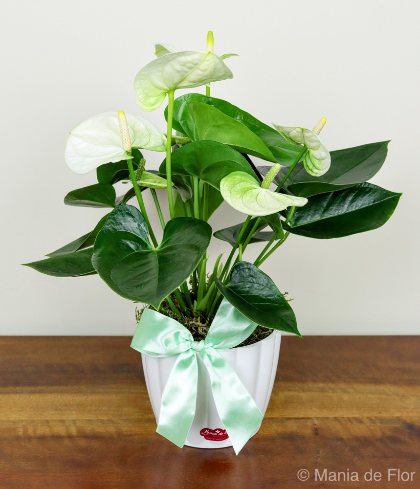 Antúrio Branco - A Flor do Coração