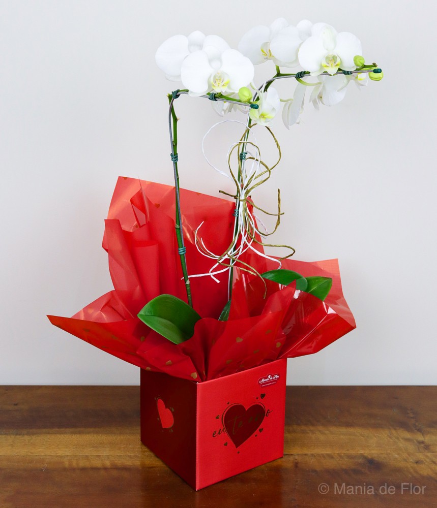 Orquídea Phalaenopsis branca - Te Amo