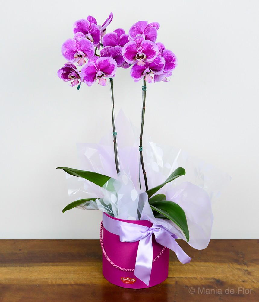 Orquídea Phalaenopsis - Você é Flor na Minha Vida
