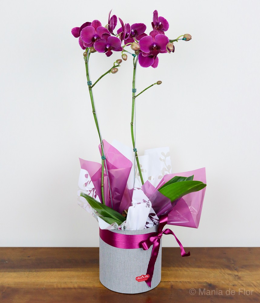 Orquídea Phalaenopsis - Do meu Coração para o Teu