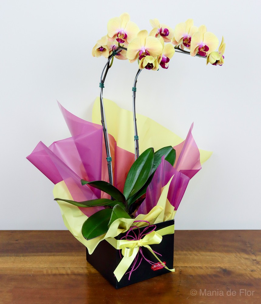 Orquídea Phalaenopsis - Amor Radiante