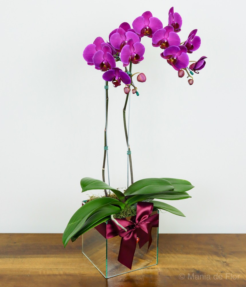 Orquídea Phalaenopsis - Amor Sofisticado