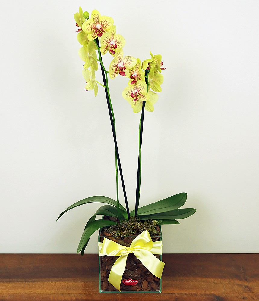 Linda como a vida deve ser - orquídea phalaenopsis