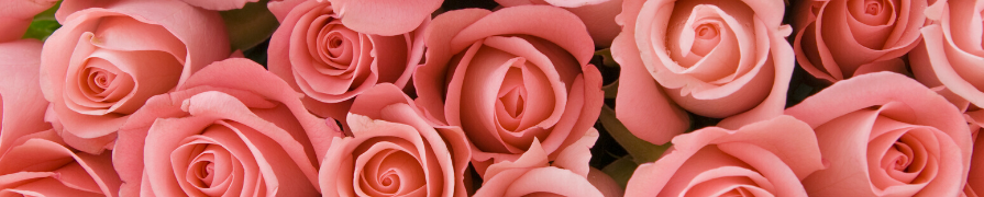 Coleção Rosas | Mania de Flor