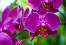 Como cuidar das suas orquídeas