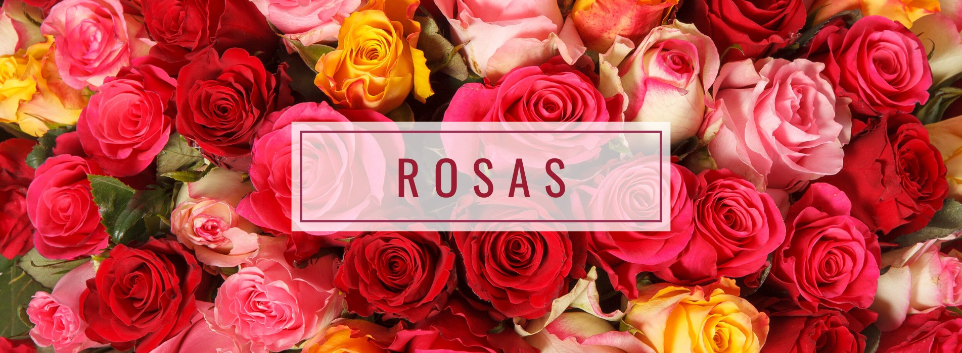 Coleção Rosas